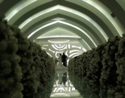 m??sica para casamento, coral para casamento, orquestra para casamento, m??sicos para casamento, m??sica para cerim??nia